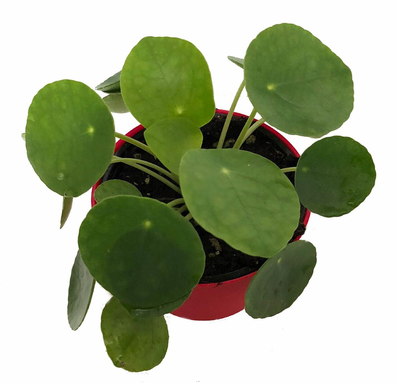 Hirt's Gardens Chinese Money Plant - Pilea peperomiodes - 2.5" Pot